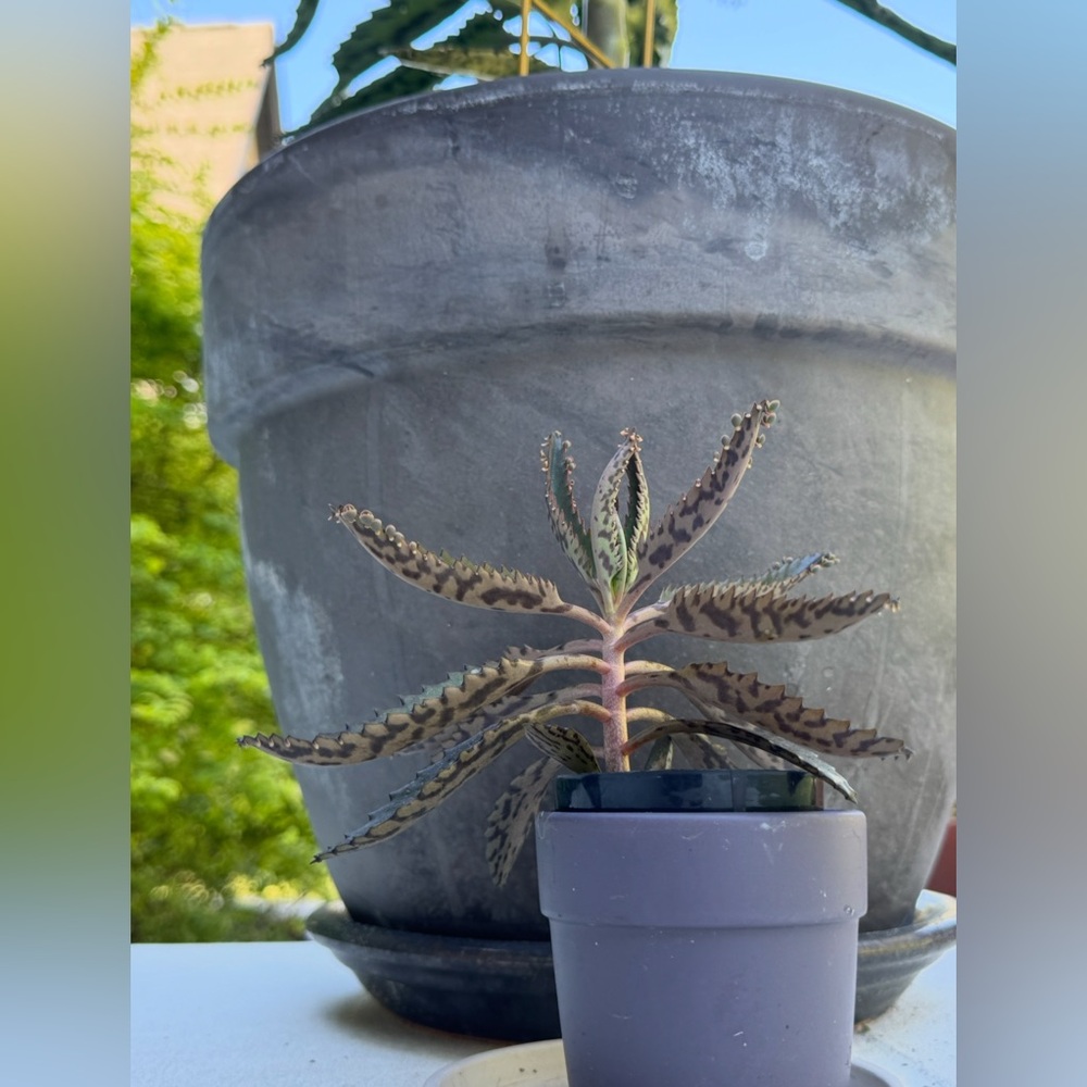 🪴🪴Mother of Thousands: Kalanchoe daigremontiana aka: Alligator Plant